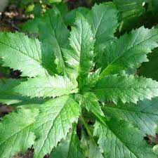 Image result for Chenopodium ambrosioides