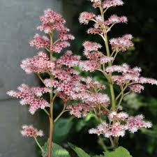 Image result for Rodgersia chocolate wings