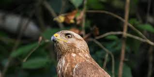 Attēlu rezultāti vaicājumam “Buteo buteo”