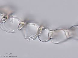 Attēlu rezultāti vaicājumam “Sphagnum russowii”