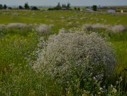 Attēlu rezultāti vaicājumam “Gypsophila fastigiata bud”