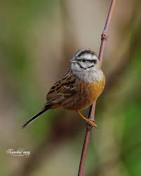 Attēlu rezultāti vaicājumam “Emberiza schoeniclus nest”