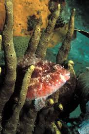 Image result for Sparisoma aurofrenatum