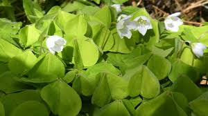 Attēlu rezultāti vaicājumam “Oxalis acetosella fruit”