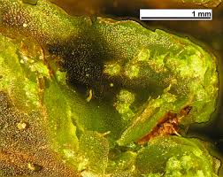 Attēlu rezultāti vaicājumam “Blasia pusilla sporophyte”