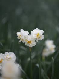 Attēlu rezultāti vaicājumam “Narcissus bud”