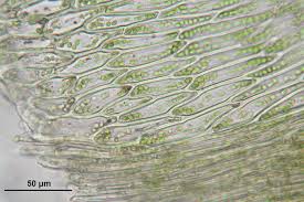 Attēlu rezultāti vaicājumam “Cirriphyllum piliferum”