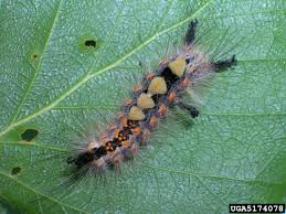 Attēlu rezultāti vaicājumam “Orgyia antiqua”