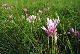 Attēlu rezultāti vaicājumam “Colchicum szovitsii subsp. szovitsii”