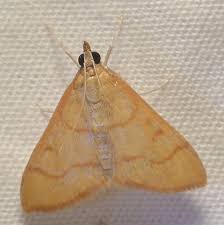 Attēlu rezultāti vaicājumam “Crambidae”