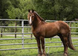 Image result for chestnut friesian