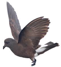 Image result for Oceanodroma monorhis