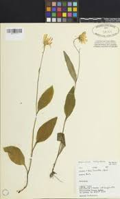 Attēlu rezultāti vaicājumam “Hieracium vulgatum leaf”