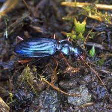 Attēlu rezultāti vaicājumam “Leistus terminatus”