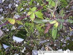 Attēlu rezultāti vaicājumam “Didymodon fallax var. brevifolius”