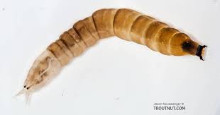 Attēlu rezultāti vaicājumam “Proutia betulina larva”