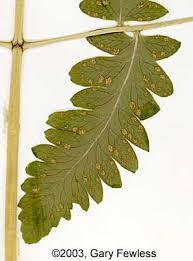 Attēlu rezultāti vaicājumam “Gymnocarpium robertianum”