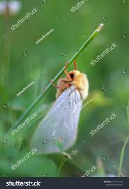 Attēlu rezultāti vaicājumam “Hepialus humuli male”