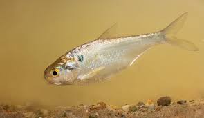 Image result for Dorosoma cepedianum