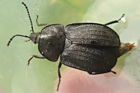 Attēlu rezultāti vaicājumam “Phosphuga atrata”