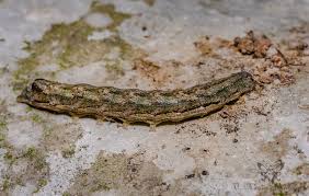 Attēlu rezultāti vaicājumam “Cucullia lucifuga larva”