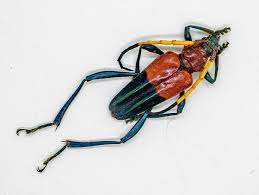 Attēlu rezultāti vaicājumam “Cerambycidae”