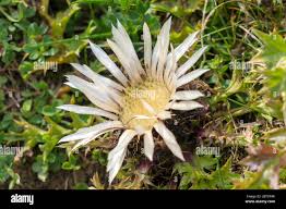 Image result for Silberdistel