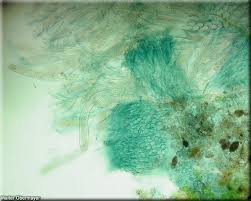 Attēlu rezultāti vaicājumam “Mniaecia jungermanniae”