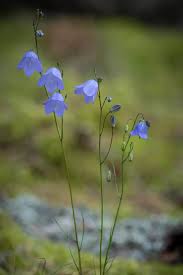Attēlu rezultāti vaicājumam “Campanula rotundifolia”