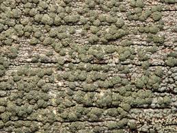 Attēlu rezultāti vaicājumam “Trapeliopsis flexuosa”