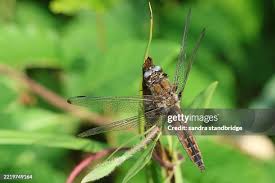 Attēlu rezultāti vaicājumam “Libellula fulva male”