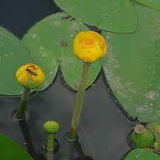 Attēlu rezultāti vaicājumam “Nuphar lutea fruit”