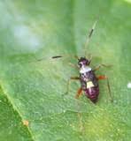 Attēlu rezultāti vaicājumam “Closterotomus biclavatus nymph”
