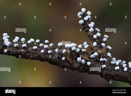 Attēlu rezultāti vaicājumam “Didymium nigripes spores”