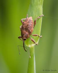 Attēlu rezultāti vaicājumam “Curculio nucum”