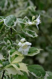 Attēlu rezultāti vaicājumam “Philadelphus coronarius leaf”