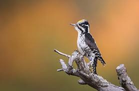 Attēlu rezultāti vaicājumam “Picoides tridactylus”