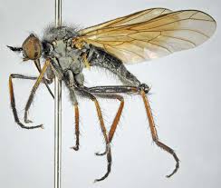 Attēlu rezultāti vaicājumam “Empis sp.”