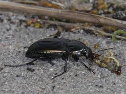 Attēlu rezultāti vaicājumam “Poecilus versicolor”