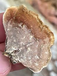 Attēlu rezultāti vaicājumam “Stereum fasciatum”