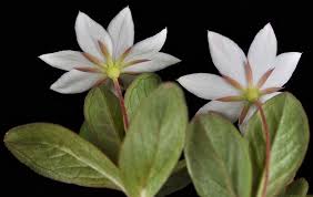 Attēlu rezultāti vaicājumam “Trientalis europaea leaf”