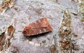 Attēlu rezultāti vaicājumam “Cerastis leucographa”