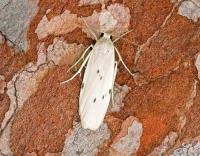 Attēlu rezultāti vaicājumam “Pelosia muscerda”