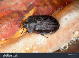 Attēlu rezultāti vaicājumam “Peltis grossa”