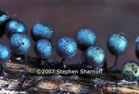 Attēlu rezultāti vaicājumam “Lamproderma debile spores”