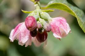 Attēlu rezultāti vaicājumam “Symphoricarpos albus flower”