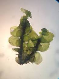 Attēlu rezultāti vaicājumam “Scapania nemorea”