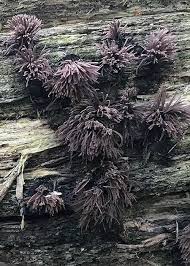 Attēlu rezultāti vaicājumam “myxomicetes”