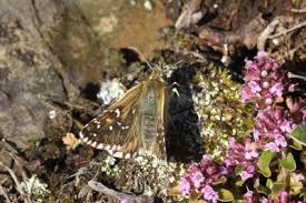 Attēlu rezultāti vaicājumam “Pyrgus alveus upperside”