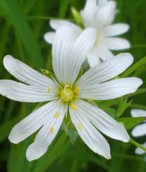 Attēlu rezultāti vaicājumam “Stellaria longifolia flower”